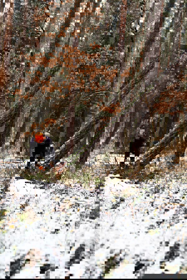 Skogbrukare fäller träd i snöväder. Foto.