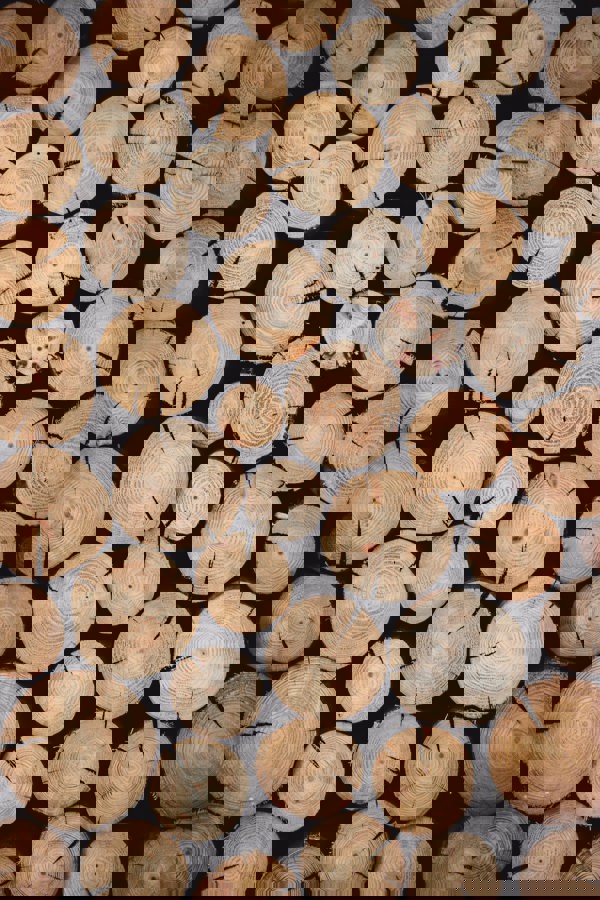 Vedtrave i närbild. Foto.