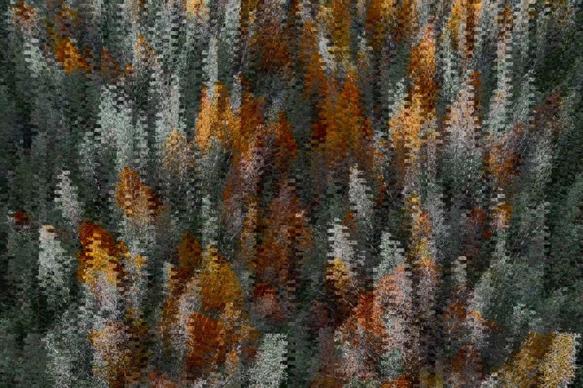 Drone view of mixed forest in autumn colours. Photo.