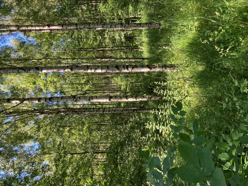 Lövskog med björk. Foto.