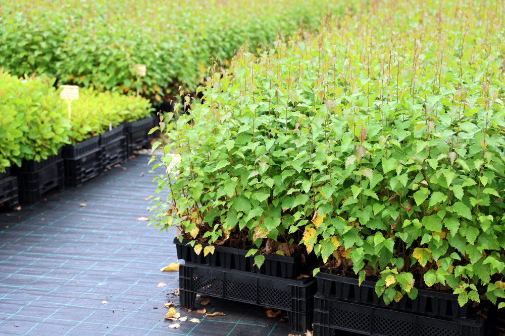 Birch plants and other forest plants in containers. Photo.