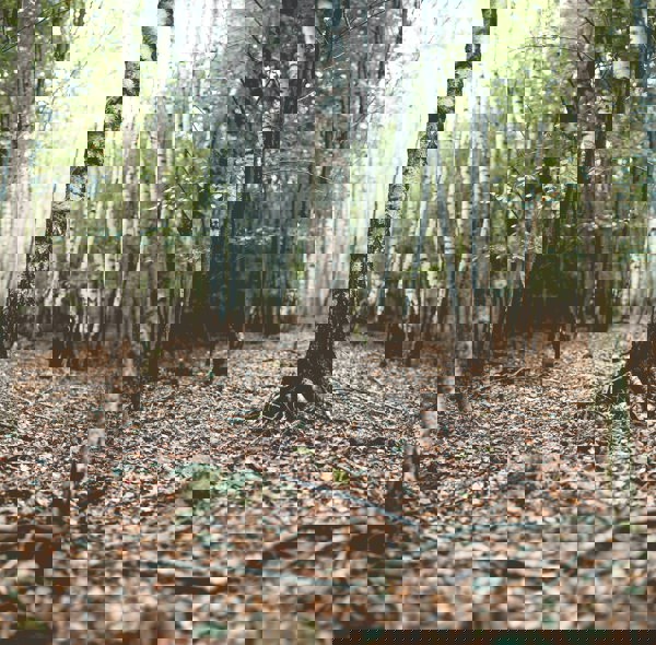 Björkar med fokus på rötterna. Foto.