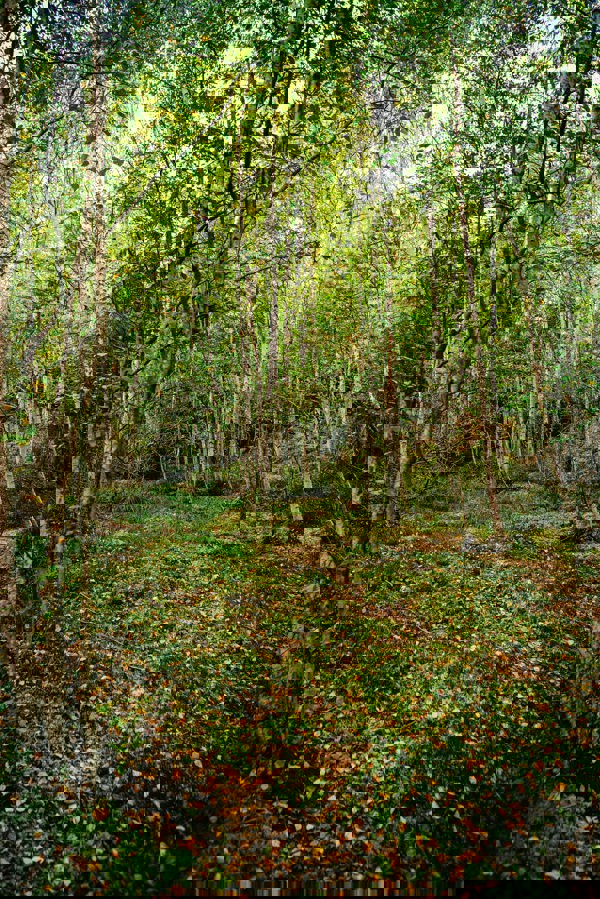 Blandskog med björk. Foto.