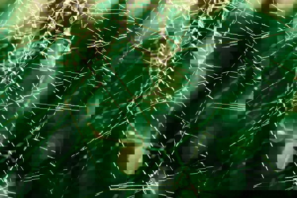 Spider web in front of green background. Photo.