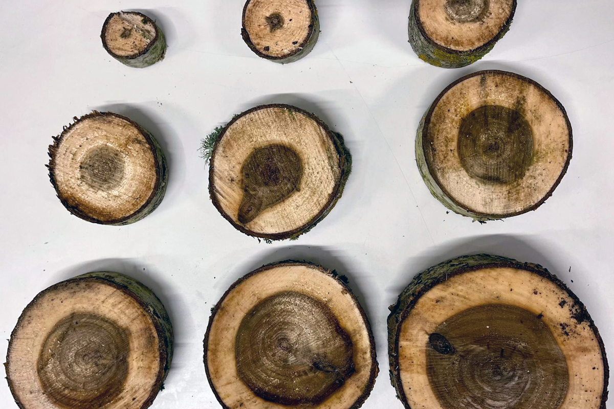 Wood from poplar of different diameters. Photo.