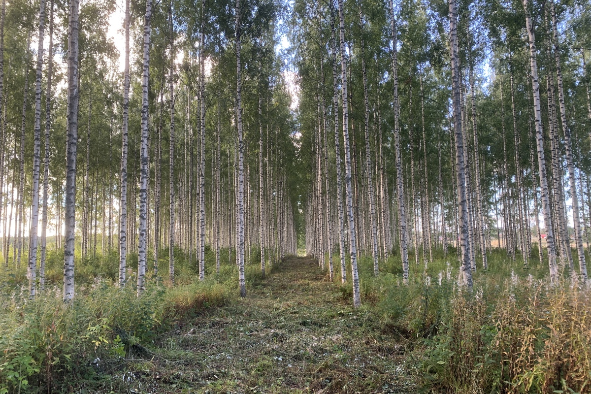 Improved birch in rows in sunshine. Photo.