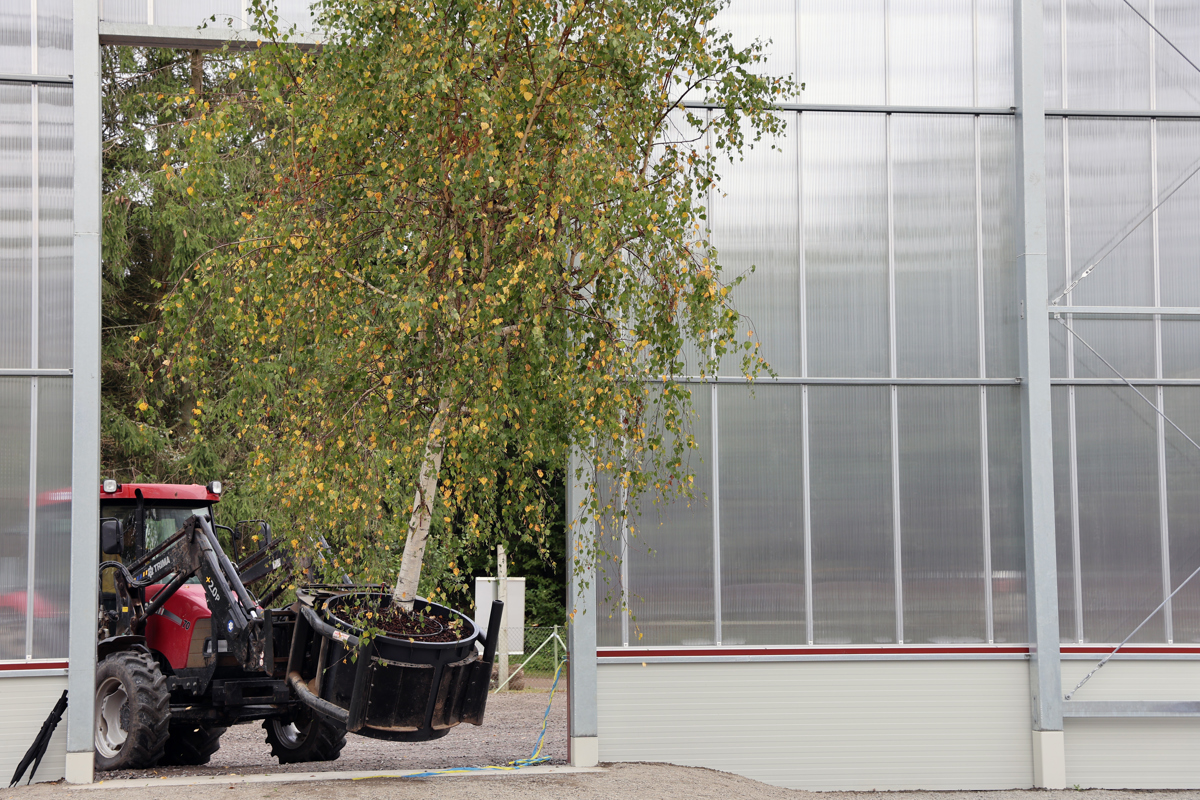 Birch tree on tractor entering greenhouse. Photo.