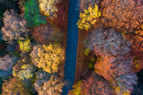 Drönarvy av blandskog och väg. Foto.