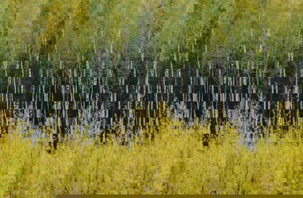 Självföryngrad björk och äldre björkskog i bakgrunden. Foto.