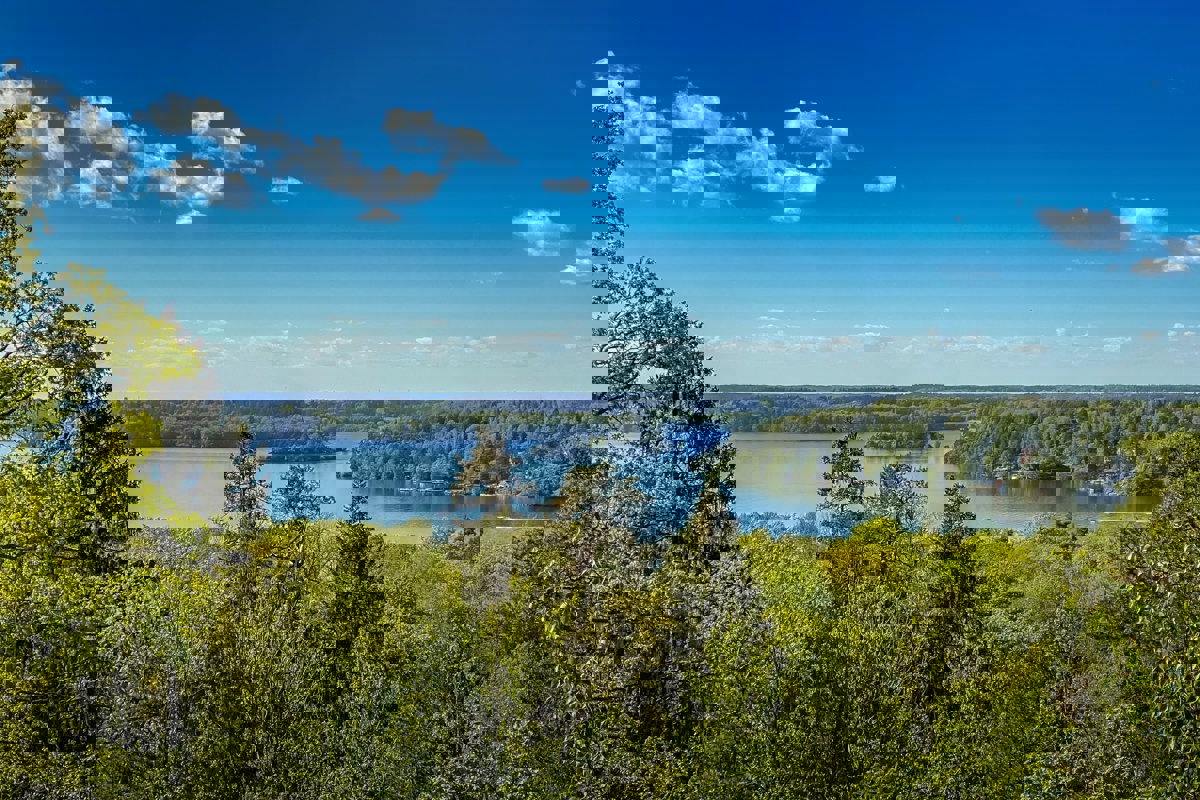 Overview of mixed forest by lake in sunny weather with blue sky. Photo.