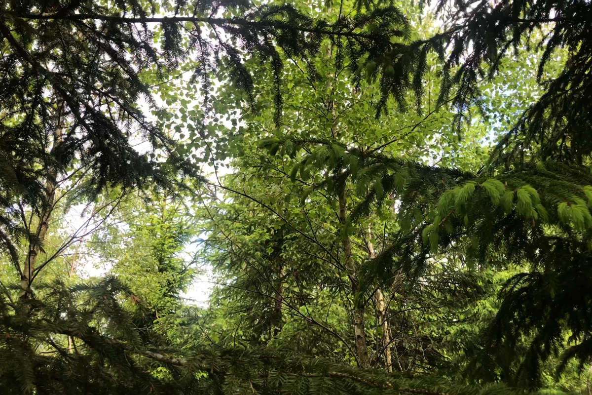 Mixed forest with spruce and birch. Photo.