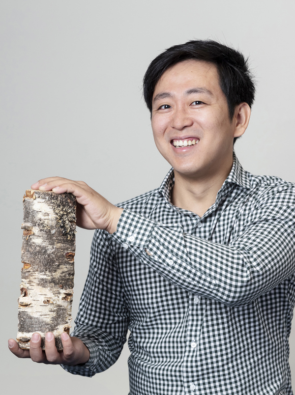 Man holding birch wood. Photo.