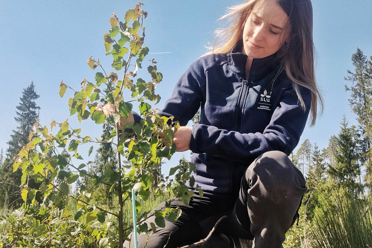 Kvinna sitter ned vid björkplanta i solsken. Foto.
