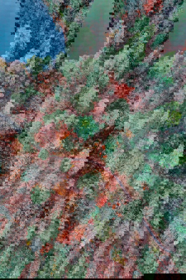 Blandskog med löv vid sjö. Foto. 